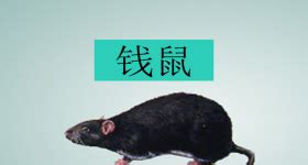 看到錢鼠預兆|【鼠年小百科】揭祕「錢鼠」：香噴噴又帶財的古老動物？／林育。